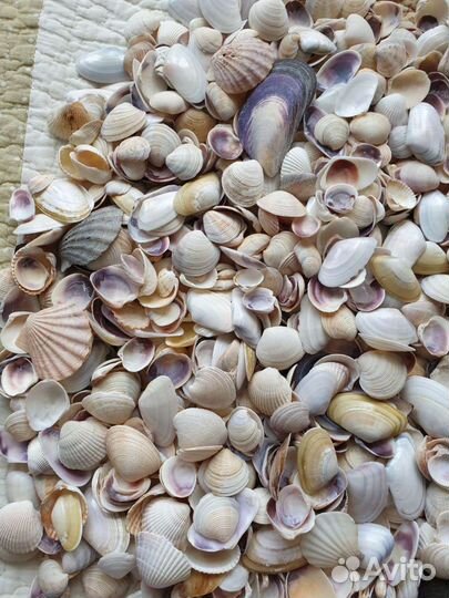 Морские ракушки. Крым, камни цветные натуральные