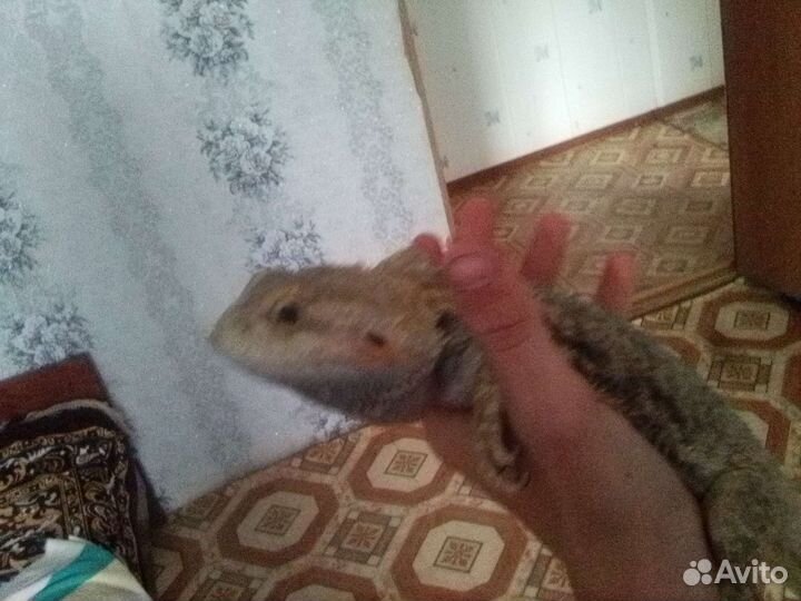 Бародатая агама