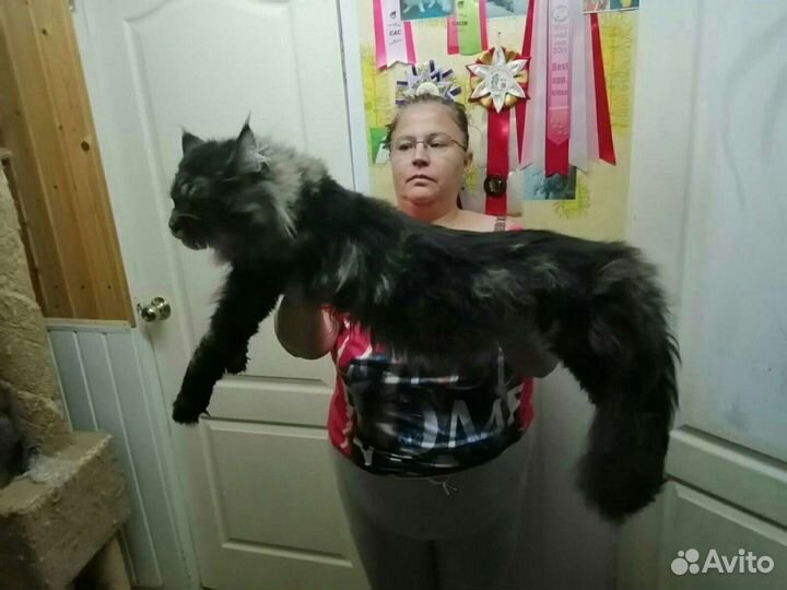 Котята мейн кун