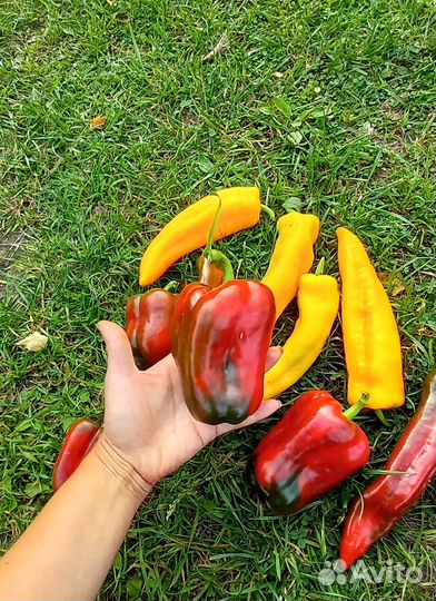 Перец болгарский рассада