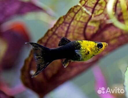 Моллинезия Черно-желтая