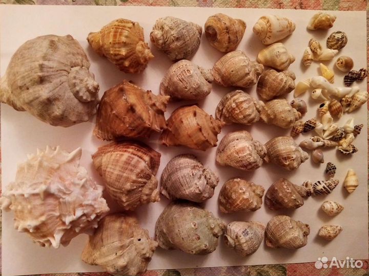 Ракушки морские