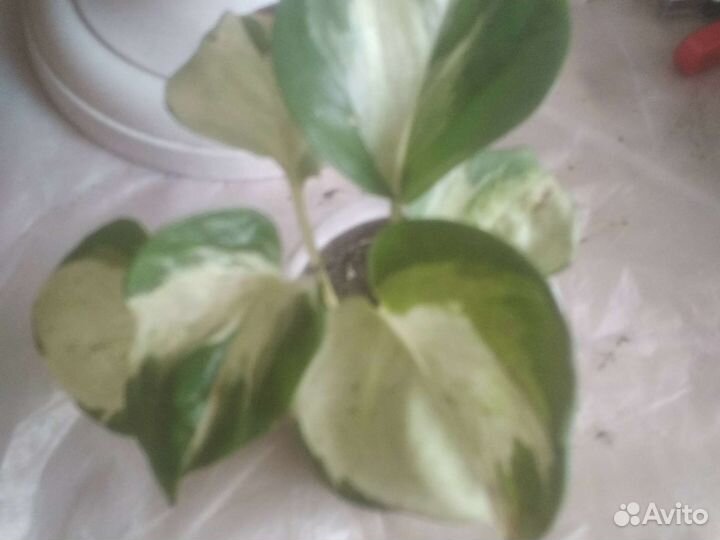 Сциндапсус Треби,эпипремнум Ауреум Н Джой