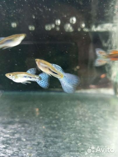 Рыбки. Живые корма