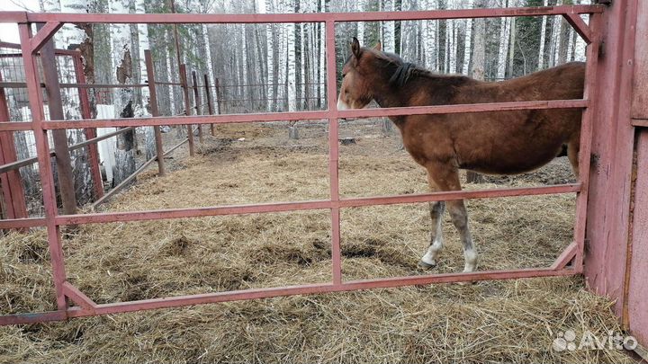 Продам Навоз, Перегной. Машинами, Мешками