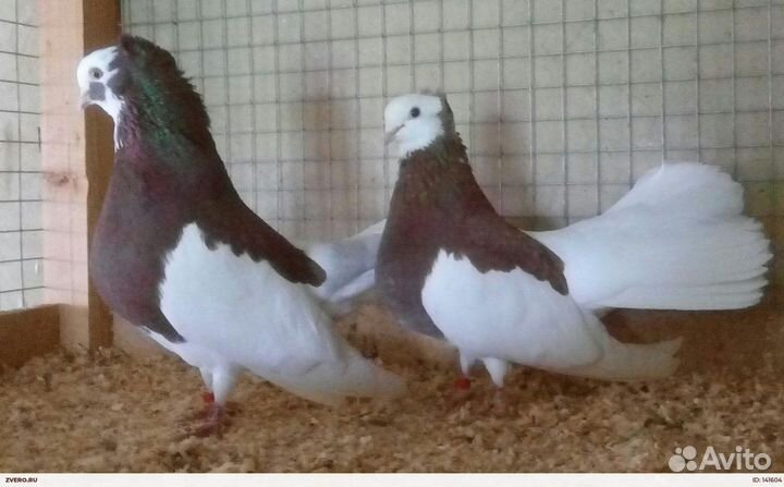 Голуби куркские