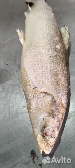 Сиг Н/Р разновес продажа от мешка