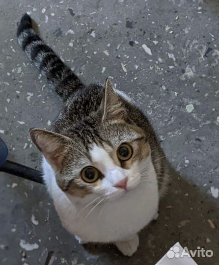 Котик ищет дом. Живет в подъезде