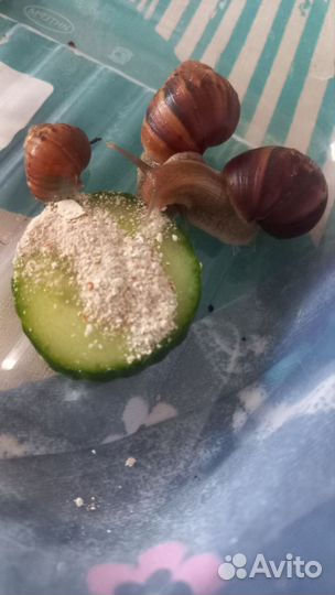 Улитки ахатины