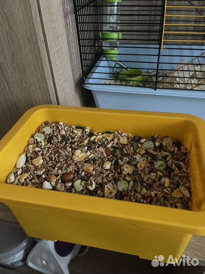 Джунгарский хомяк с клеткой