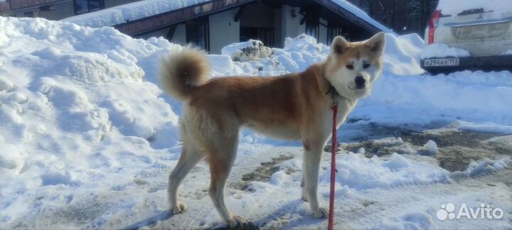Передержка собак и кошек