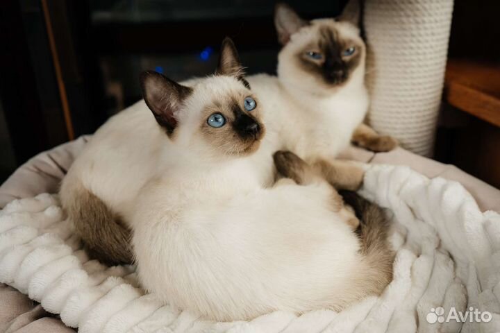 Тайские котята