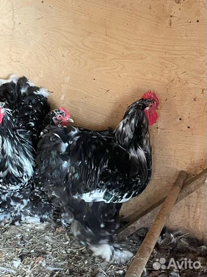 Курицы, Брама, Орпингтон, Джерсийский гигант