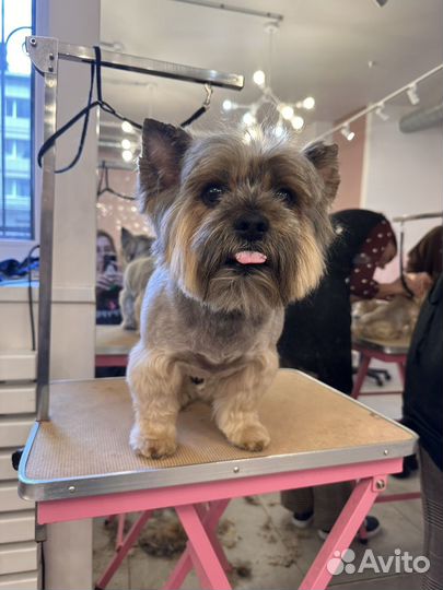 Груммер для собак