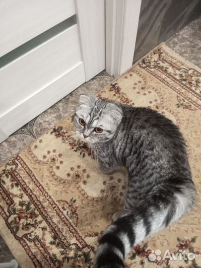 Шотландская кошка в дар