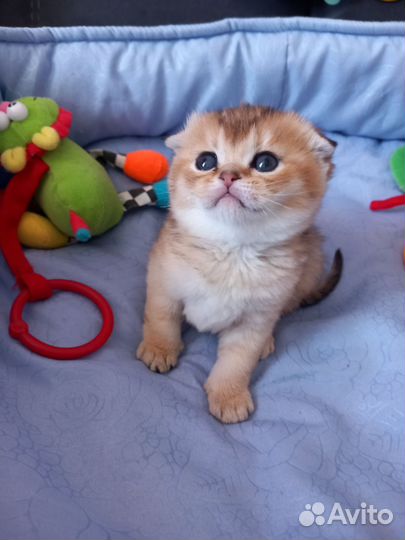 Шотландские котята