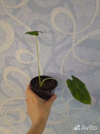 Алоказия фрайдек мишольца