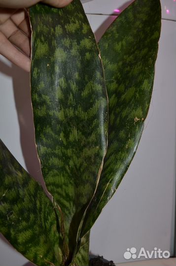 Сансевиерия аубрутиана дракон