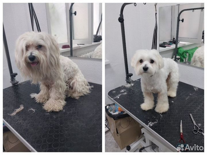 Стрижка собак стрижка кошек груминг
