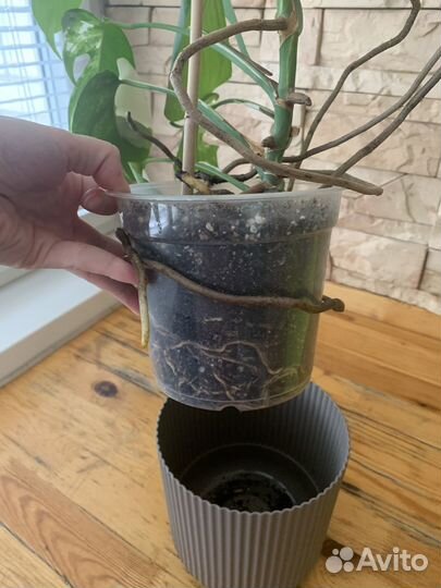 Монстера альба