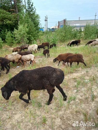Курдючные бараны