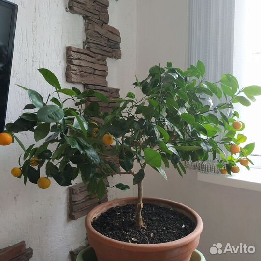 Каламондин цитрус
