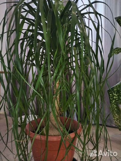 Бокарнея нолина