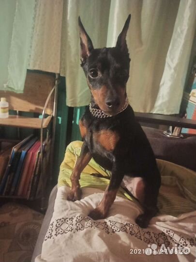 Вязка цвергпинчер