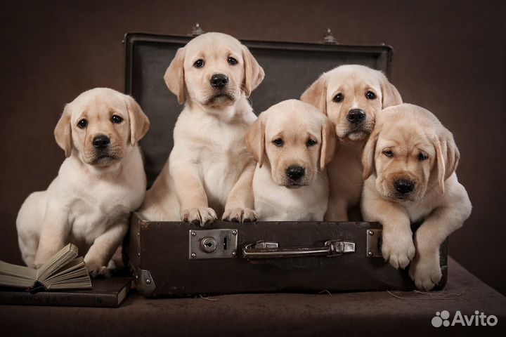 Щенки лабрадора