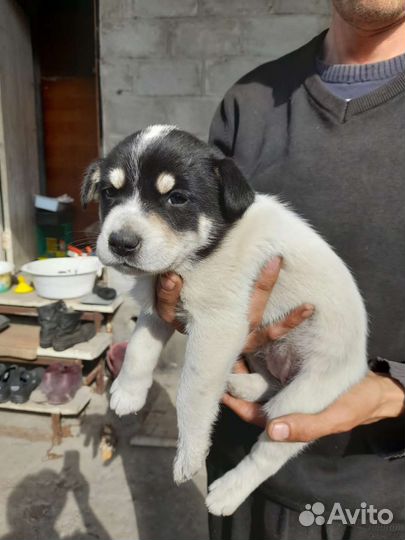 Щенки-девочки