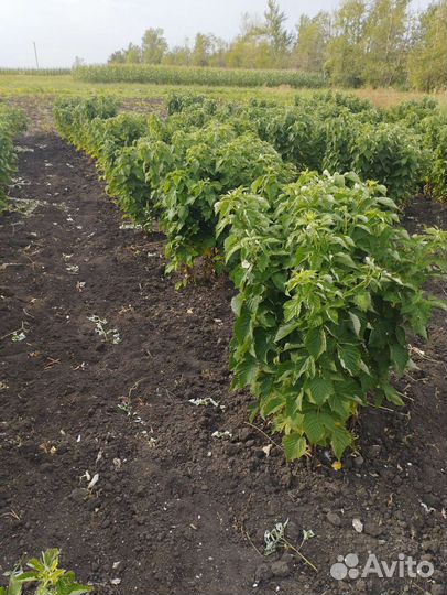 Малина Тарусса