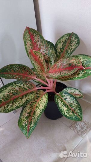 Аглаонемы разные