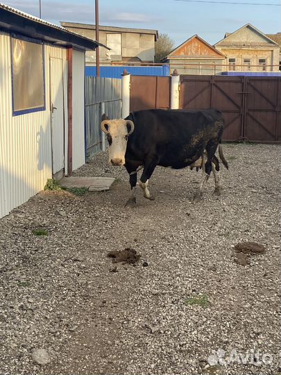 Корова дойная