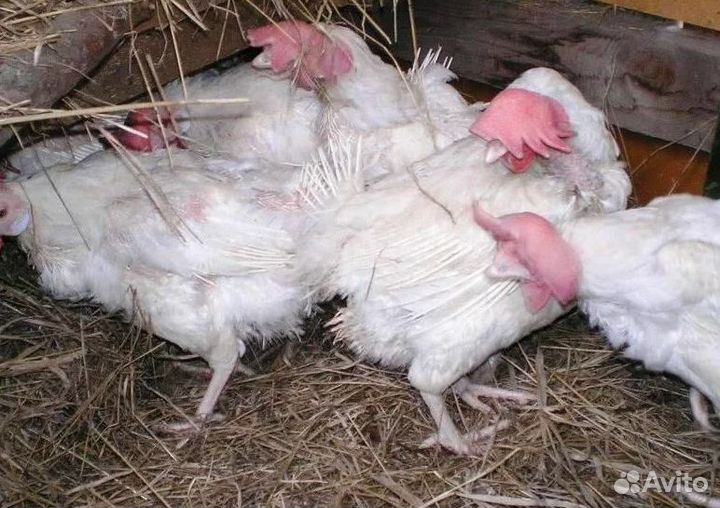 Куры несушки