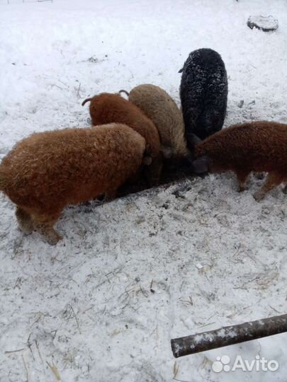 Чистопородный хряк венгерской пушистой мангалицы