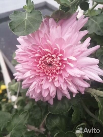 Хризантемы