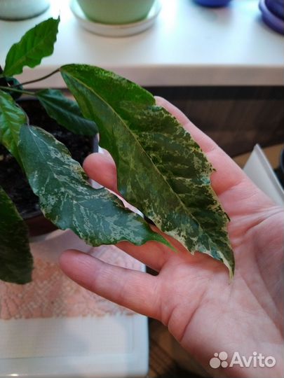 Комнатные цветы