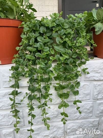 Лизимахия ампельная (вербейник монетчатый)