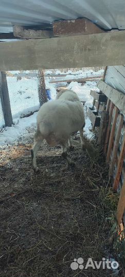 Баран кубанский