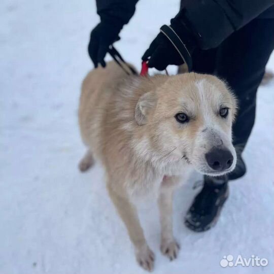 Собака в свой дом