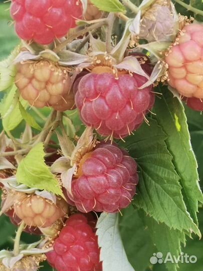 Кусты малины