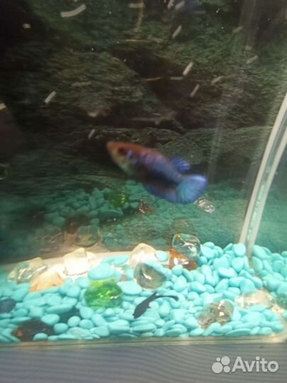 Рыбка петушок самка