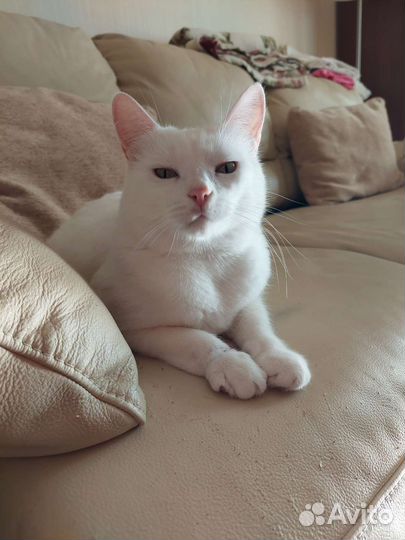 Кошка