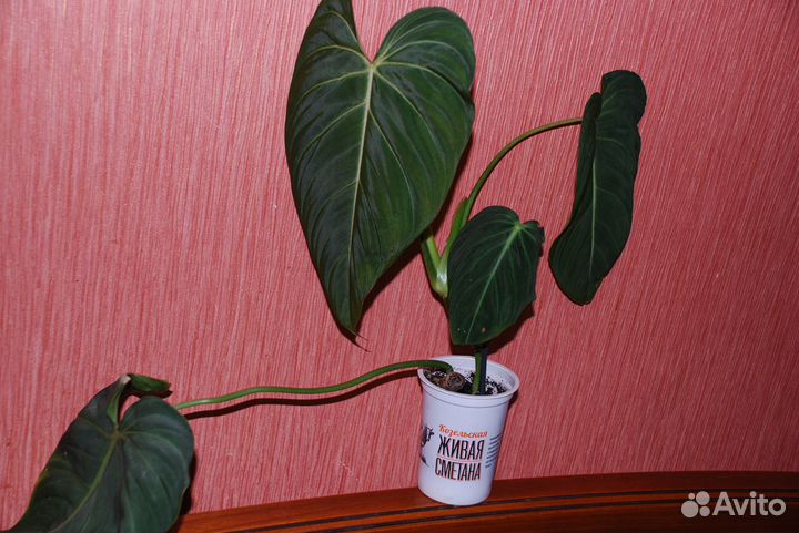 Филодендрон Адрианум&Верокоссум