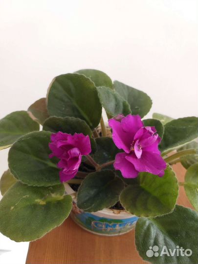 Растения цветущие фиалка фиолетовая бордовая