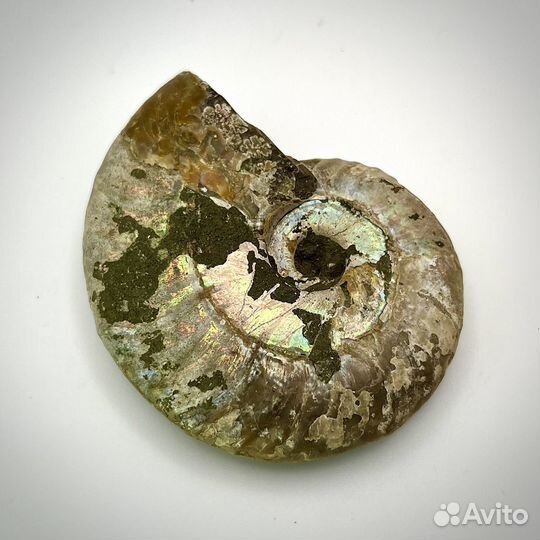 Аммонит окаменелость ископаемое палеонтология