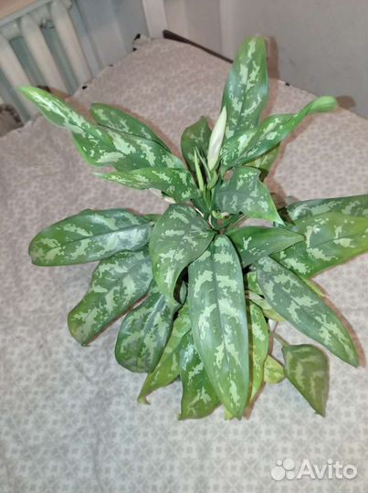 Аглаонема Мария