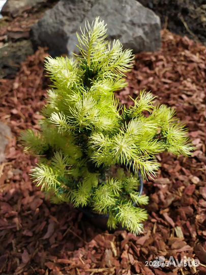 Кора лиственницы, мешок 60 литров