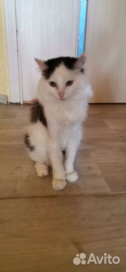 Котик, примерно 4 года
