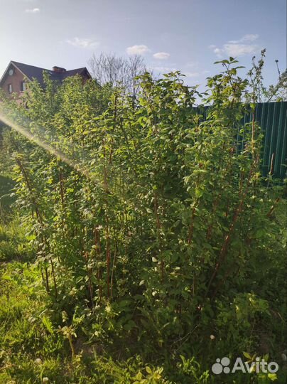 Ремонтантная малина